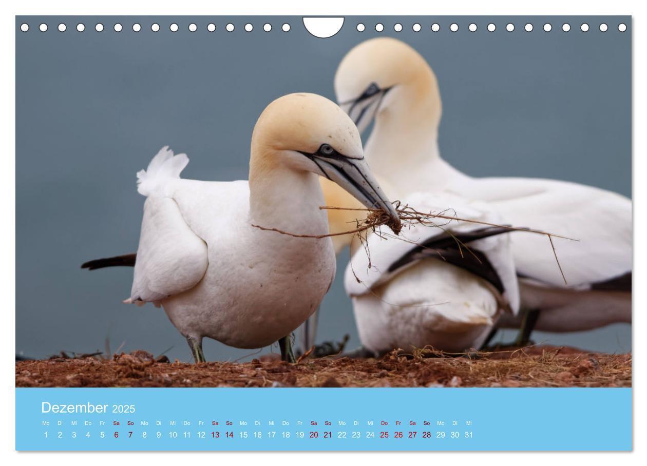 Bild: 9783457207666 | Basstölpel auf Helgoland - von Ostfriesenfotografie (Wandkalender...