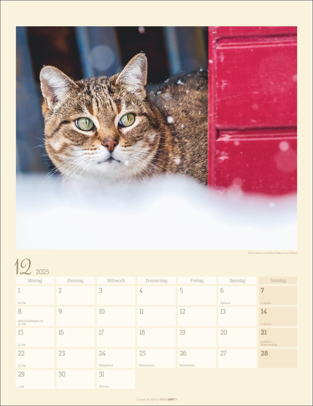 Bild: 9783839900505 | Katzen auf dem Lande Kalender 2025 | Kalender | Spiralbindung | 14 S.