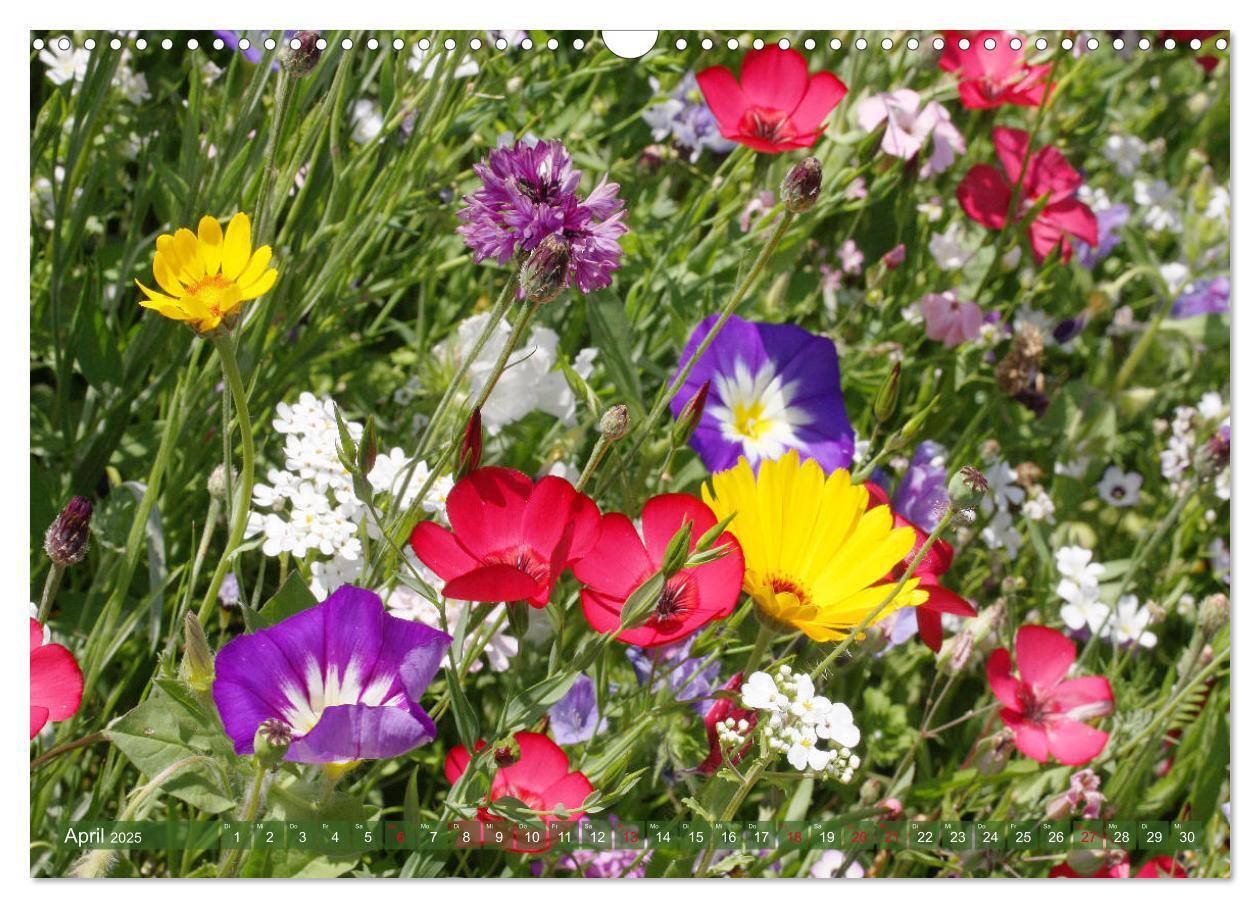 Bild: 9783435172696 | Beschwingte Blumenwelt (Wandkalender 2025 DIN A3 quer), CALVENDO...