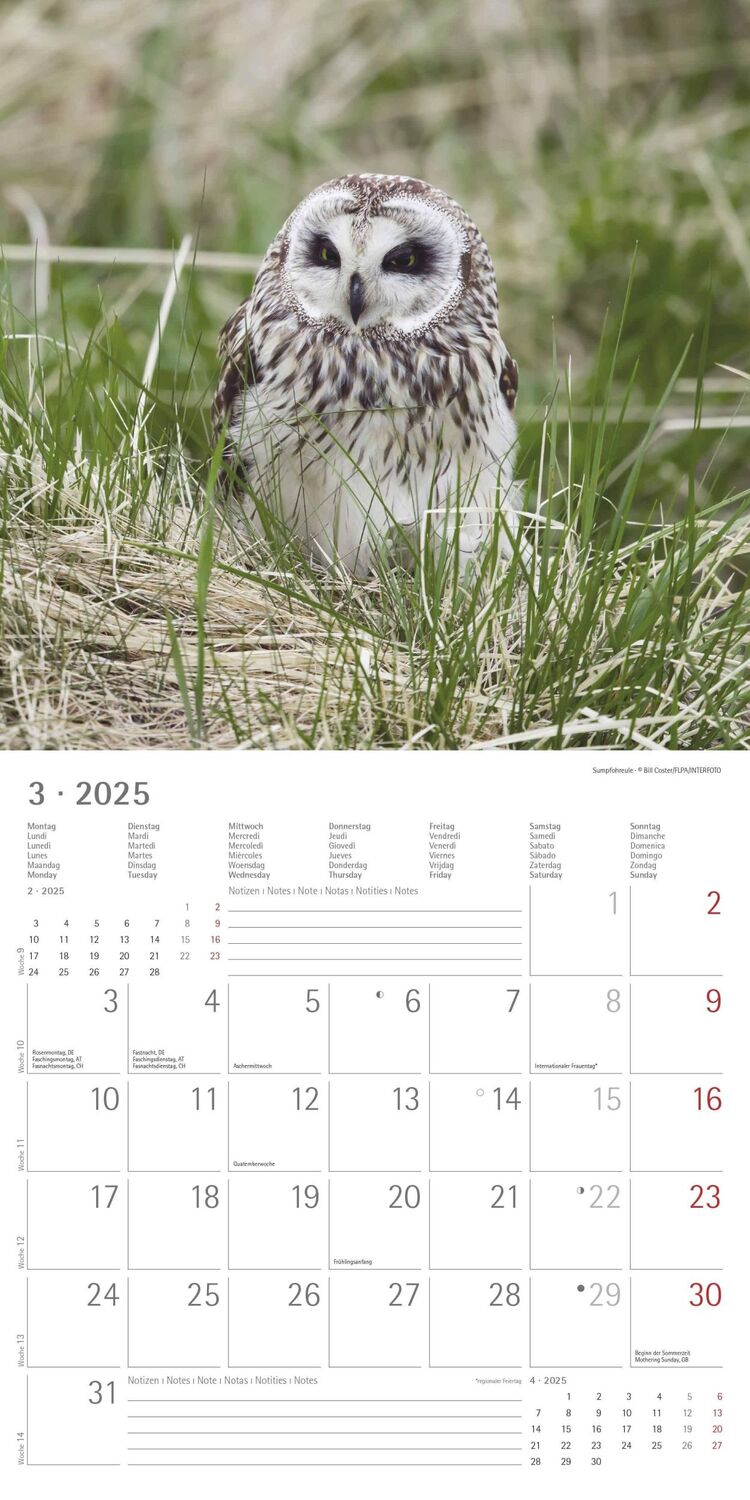 Bild: 4251732340735 | Eulen 2025 - Broschürenkalender 30x30 cm (30x60 geöffnet) -...