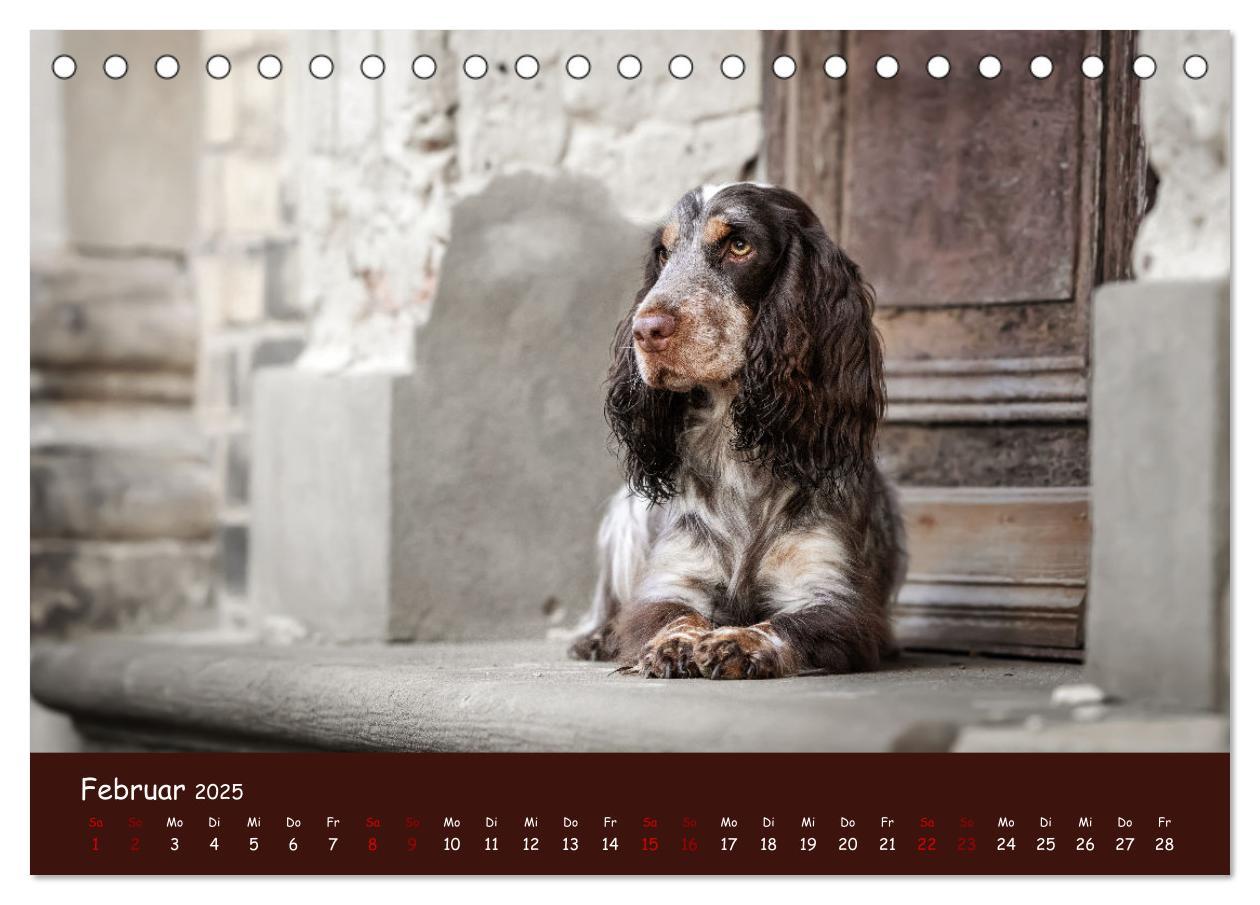 Bild: 9783383951633 | Englischer Cocker Spaniel (Tischkalender 2025 DIN A5 quer),...