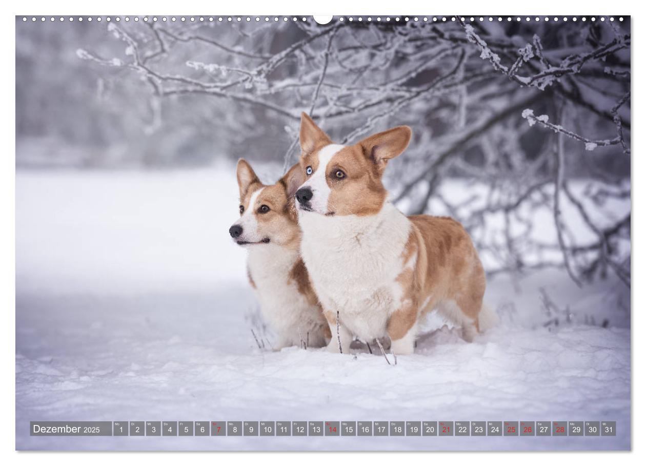 Bild: 9783435118281 | Welsh Corgi - Der Kobold unter den Hunden (Wandkalender 2025 DIN A2...