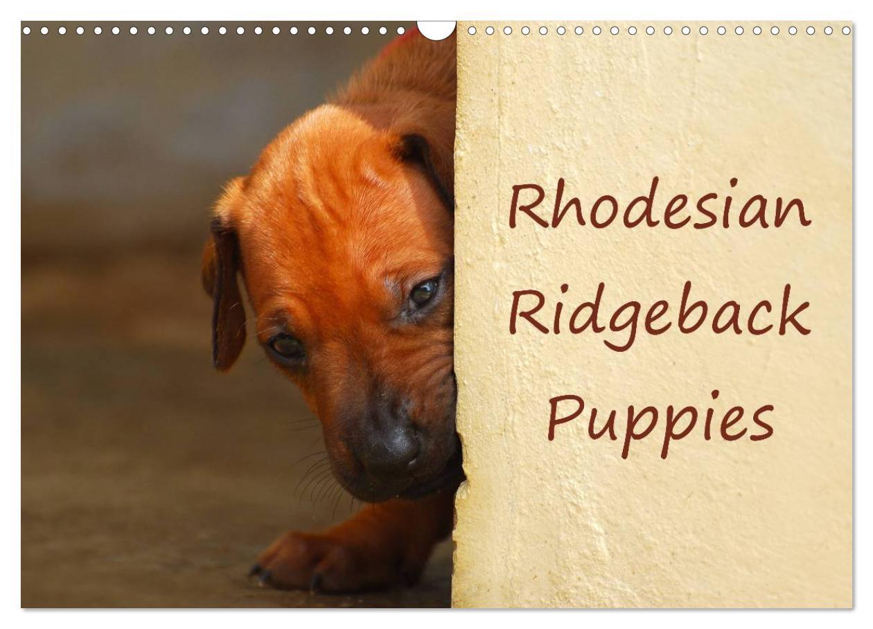 Cover: 9781325960538 | Rhodesian Ridgeback Puppies (Wall Calendar 2025 DIN A3 landscape),...