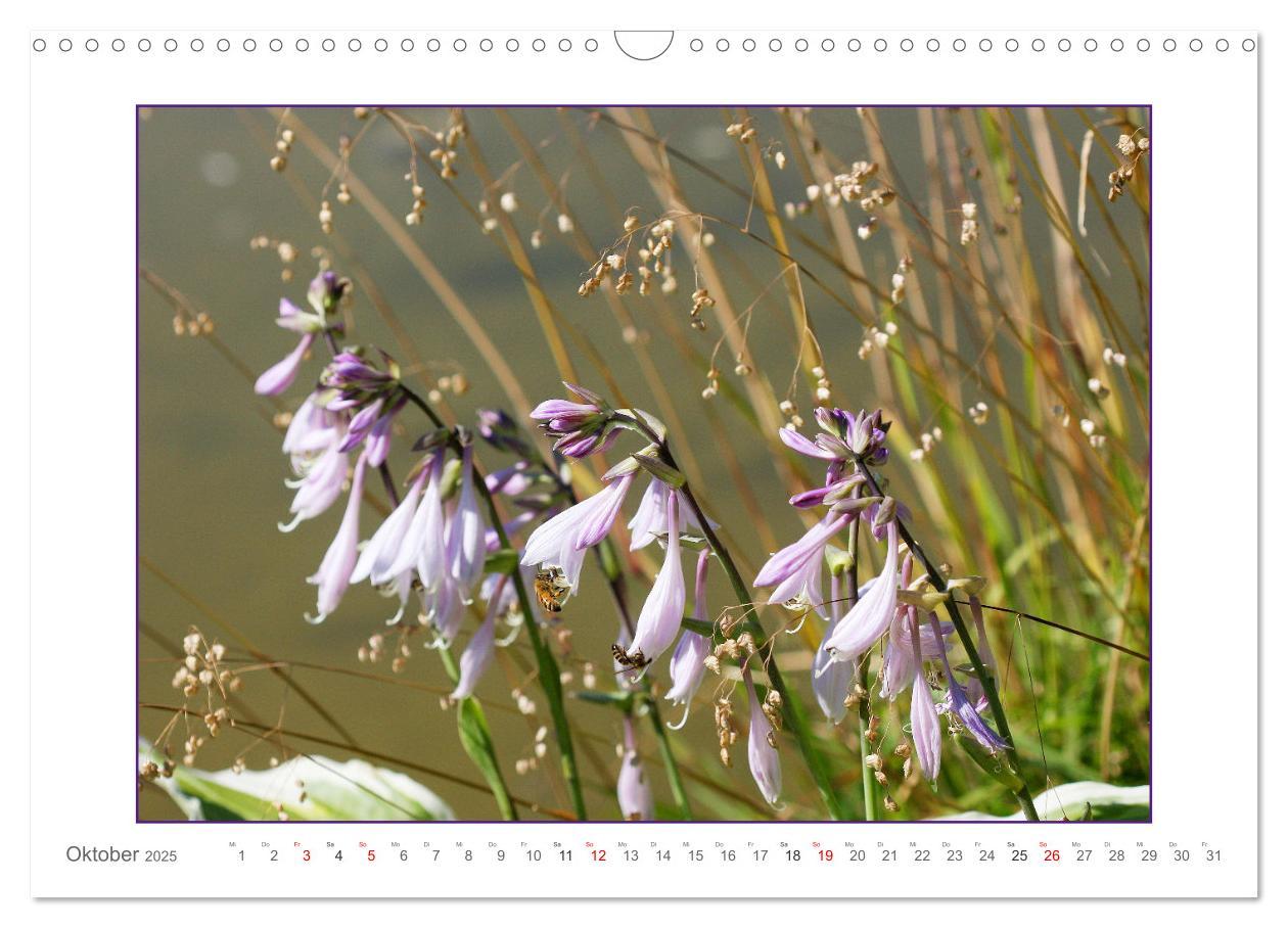 Bild: 9783435078141 | Sanfte Natur (Wandkalender 2025 DIN A3 quer), CALVENDO Monatskalender