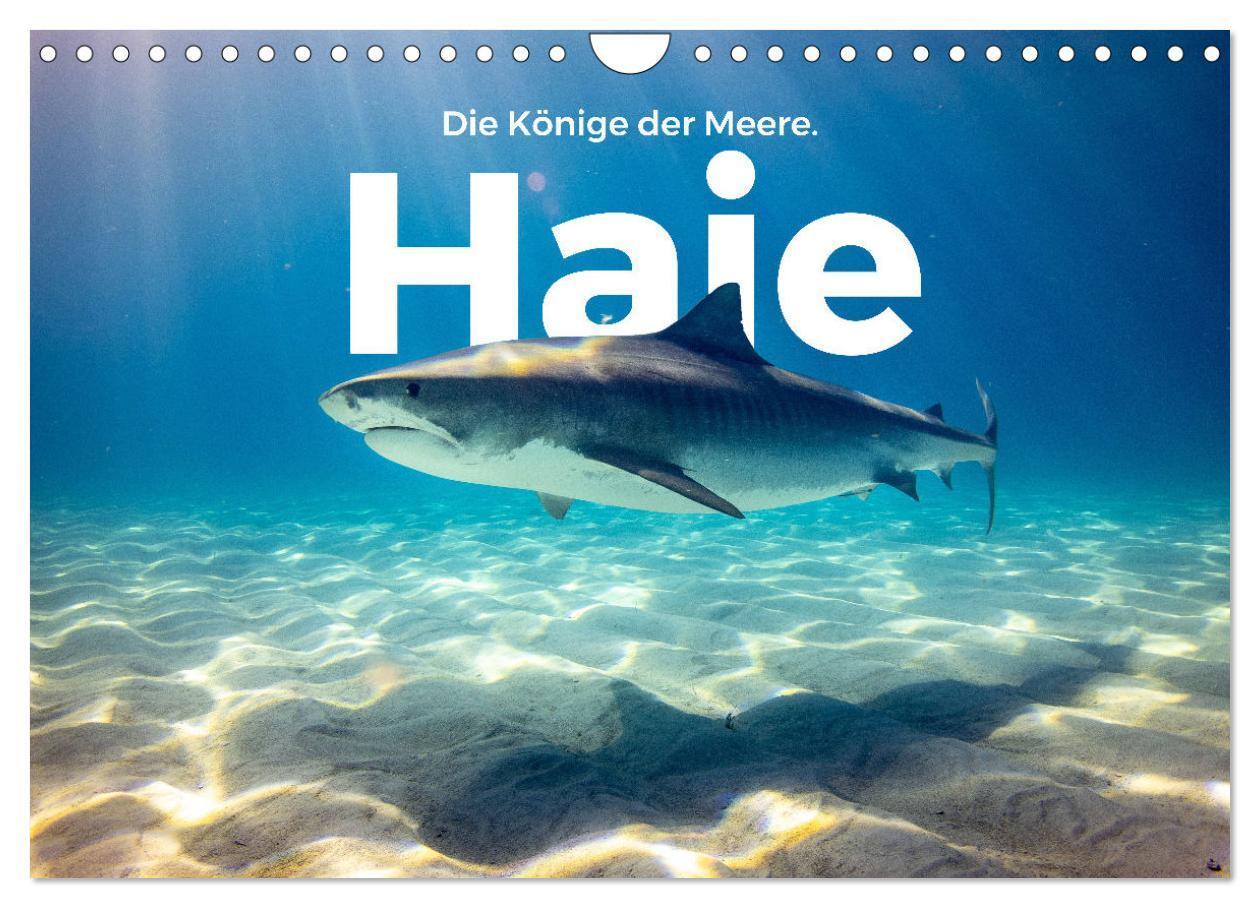 Cover: 9783435001453 | Haie - Könige der Meere. (Wandkalender 2025 DIN A4 quer), CALVENDO...