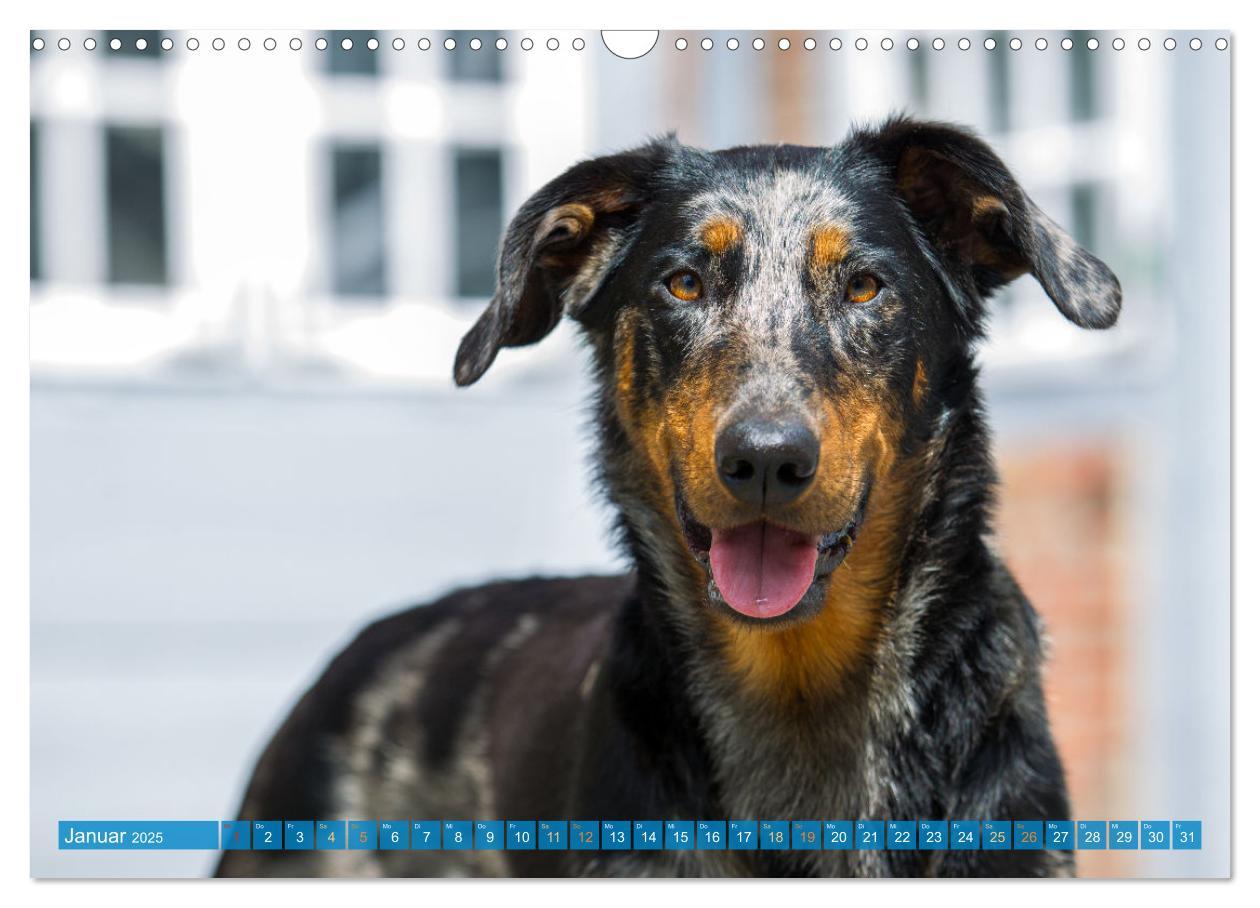 Bild: 9783457197219 | Der Beauceron (Wandkalender 2025 DIN A3 quer), CALVENDO Monatskalender