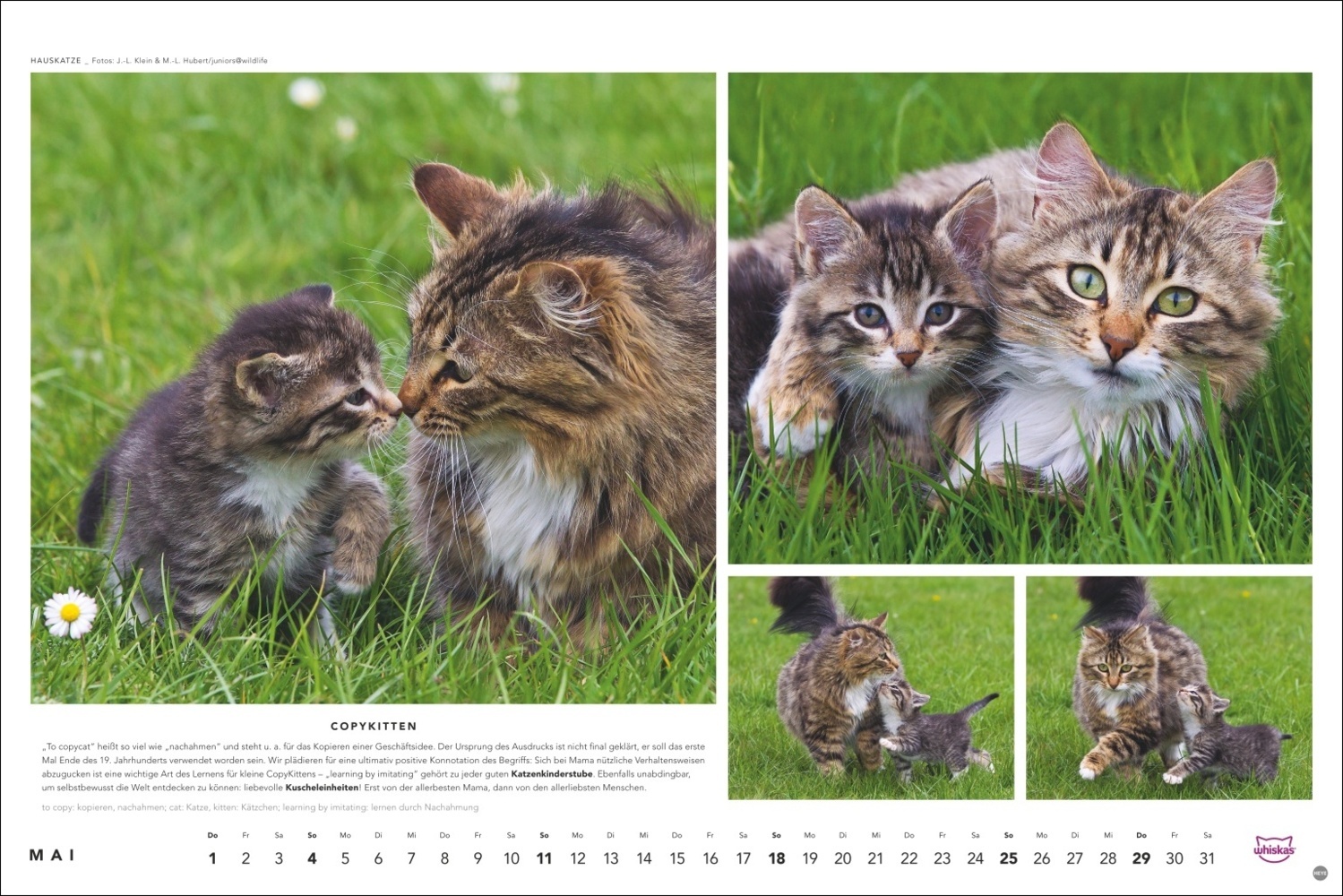 Bild: 9783756404971 | Whiskas Katzenkalender 2025 | Kalender | Spiralbindung | 14 S. | 2025