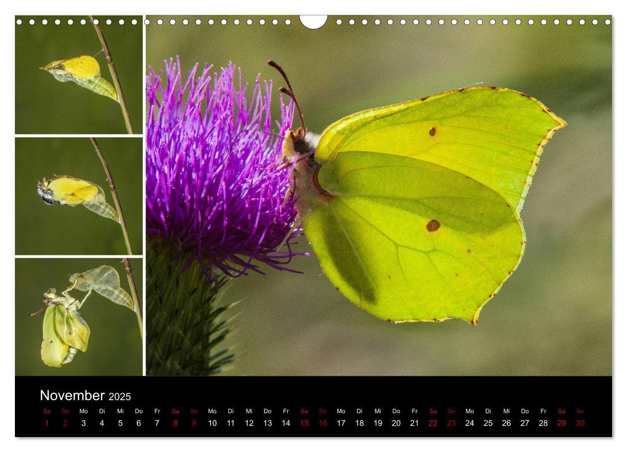 Bild: 9783435386376 | Schmetterlinge - Wunder der Verwandlung (Wandkalender 2025 DIN A3...