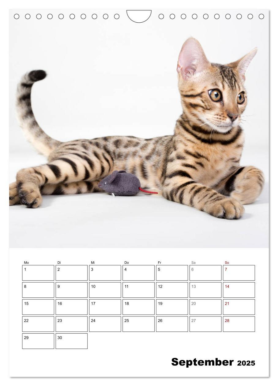 Bild: 9783435993314 | Bengalen - verschmust und abenteuerlustig (Wandkalender 2025 DIN A4...