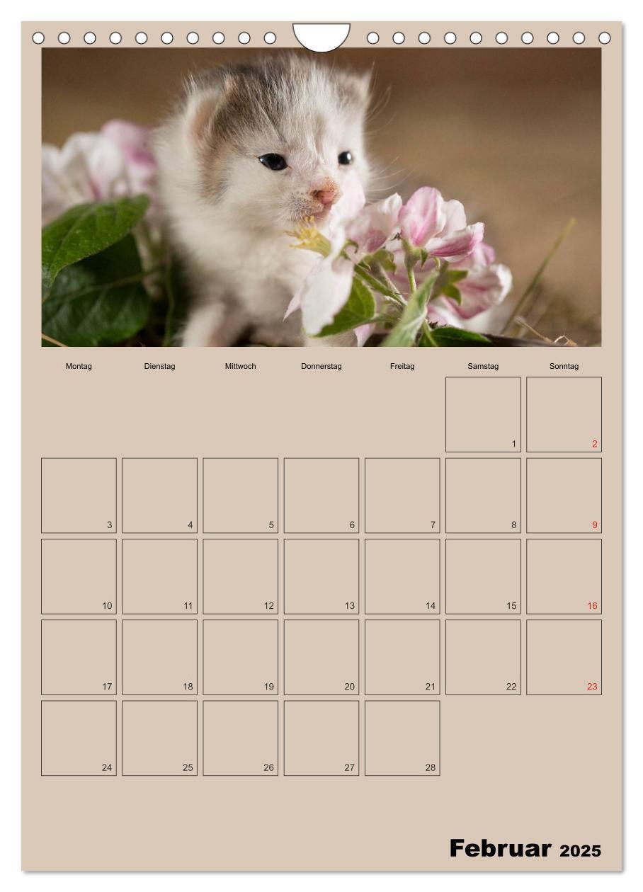 Bild: 9783457060391 | Mit Katzen durchs Jahr / Planer (Wandkalender 2025 DIN A4 hoch),...