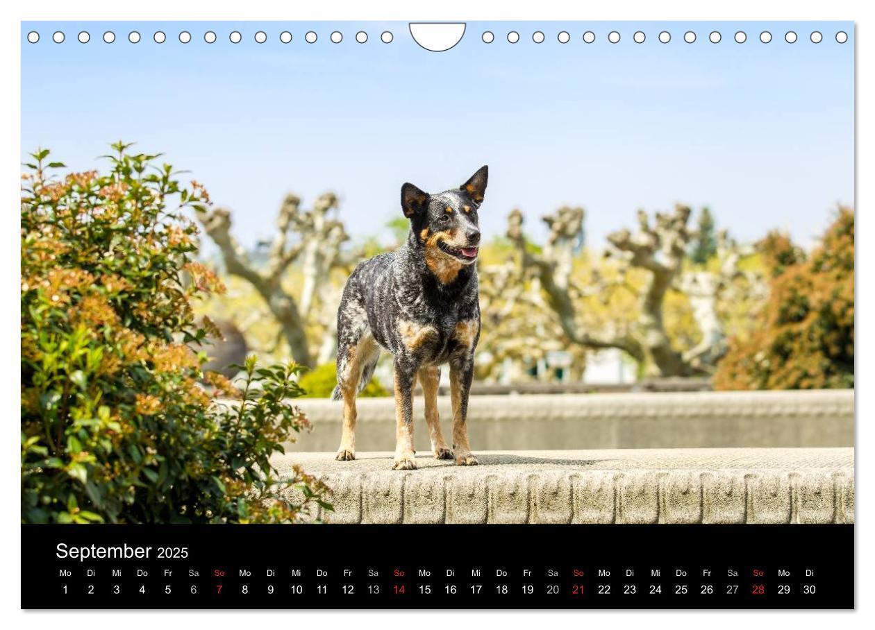 Bild: 9783435463947 | Australian Cattle Dogs zwischen Kunst und Kultur (Wandkalender 2025...