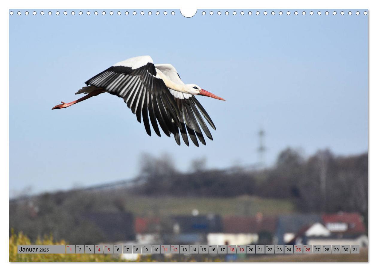 Bild: 9783435145348 | Zu Gast bei Familie Storch (Wandkalender 2025 DIN A3 quer),...