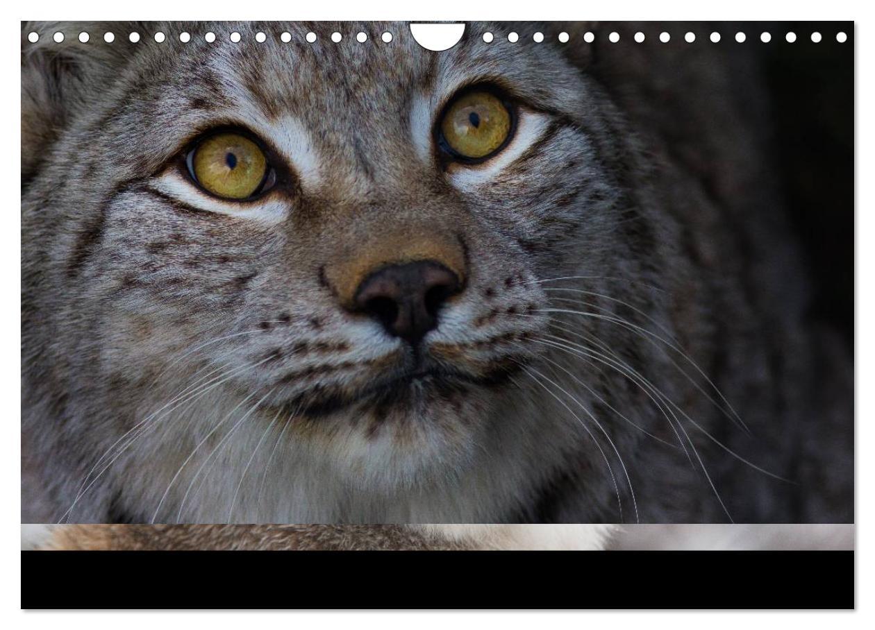 Bild: 9783435736645 | Der Luchs (Wandkalender 2025 DIN A4 quer), CALVENDO Monatskalender