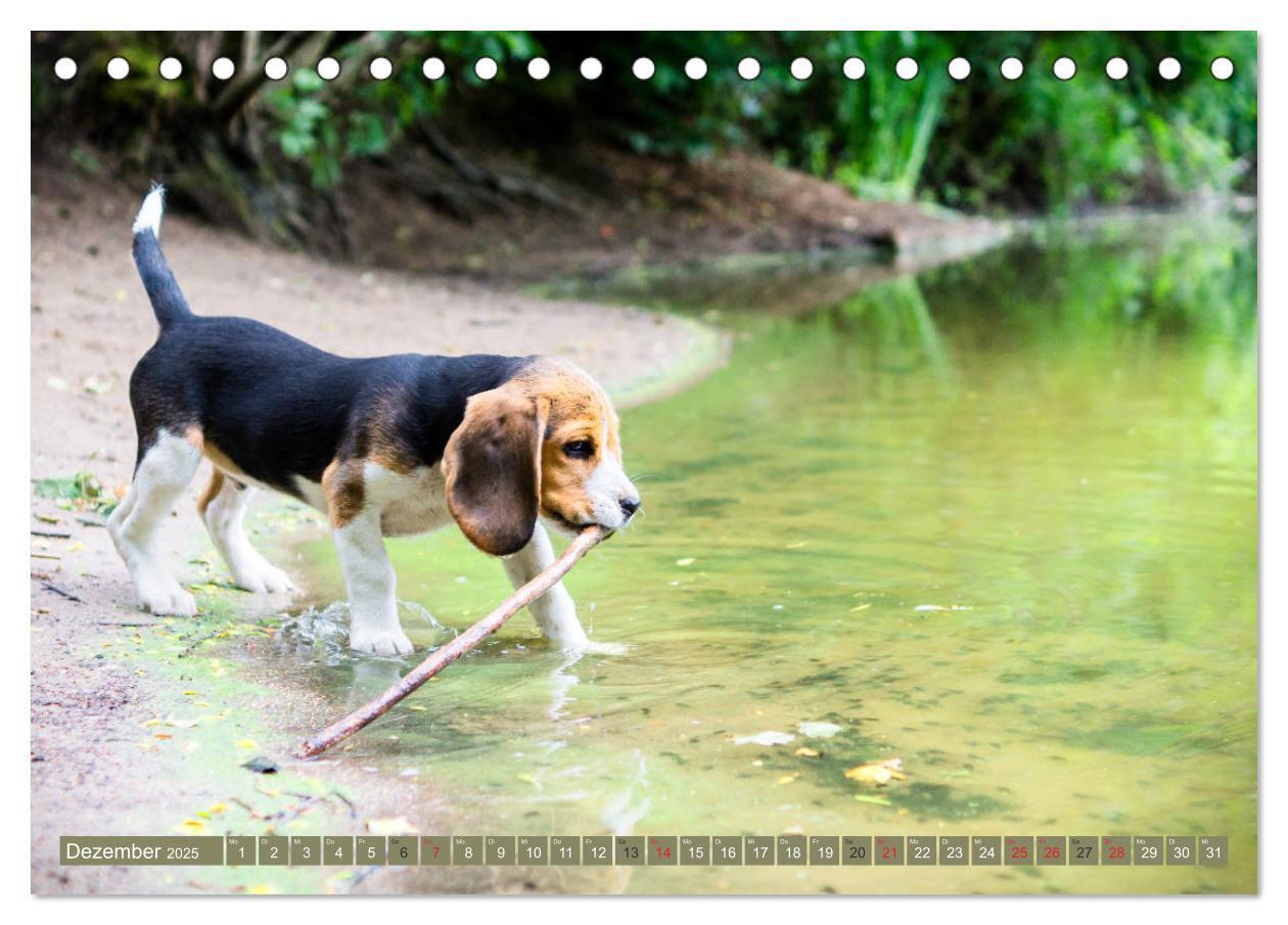 Bild: 9783435573578 | Beaglebabys auf Entdeckungstour (Tischkalender 2025 DIN A5 quer),...