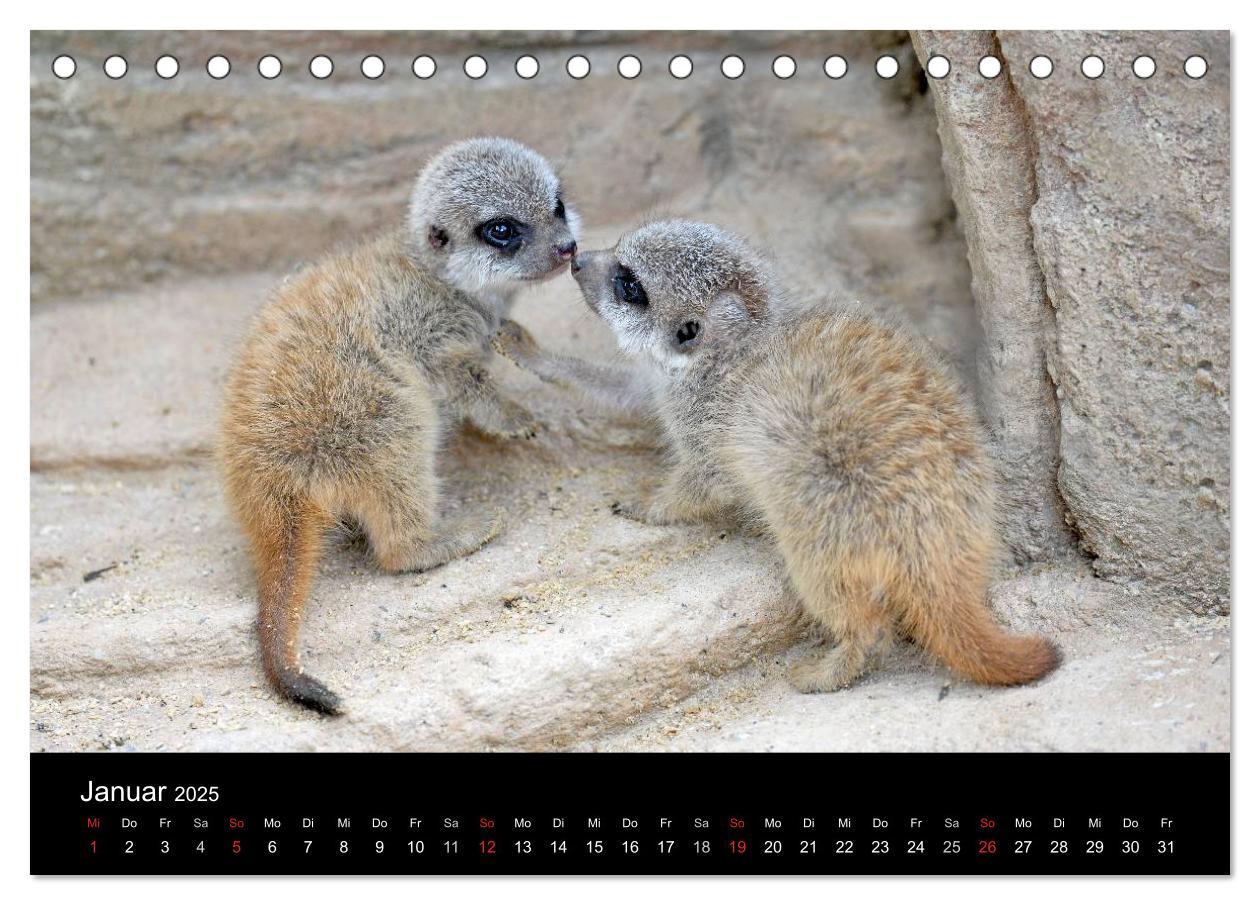 Bild: 9783435781386 | Lustige Erdmännchen (Tischkalender 2025 DIN A5 quer), CALVENDO...