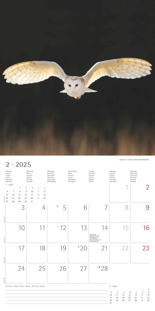 Bild: 4251732340735 | Alpha Edition - Eulen 2025 Broschürenkalender, 30x30cm,...