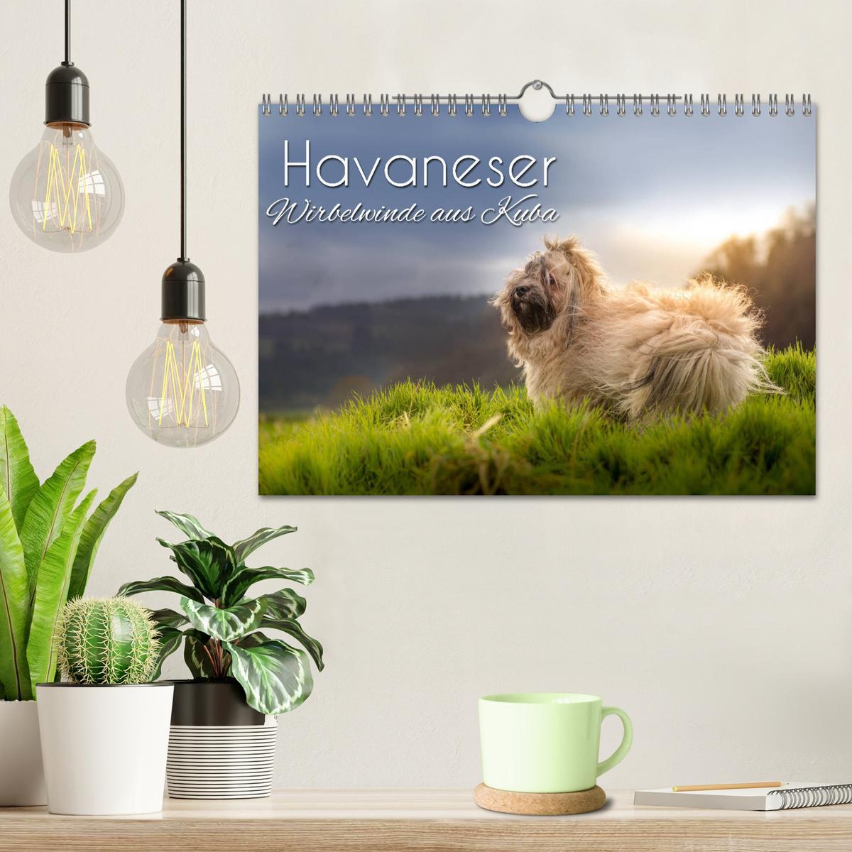 Bild: 9783435347964 | Havaneser - Wirbelwinde aus Kuba (Wandkalender 2025 DIN A4 quer),...