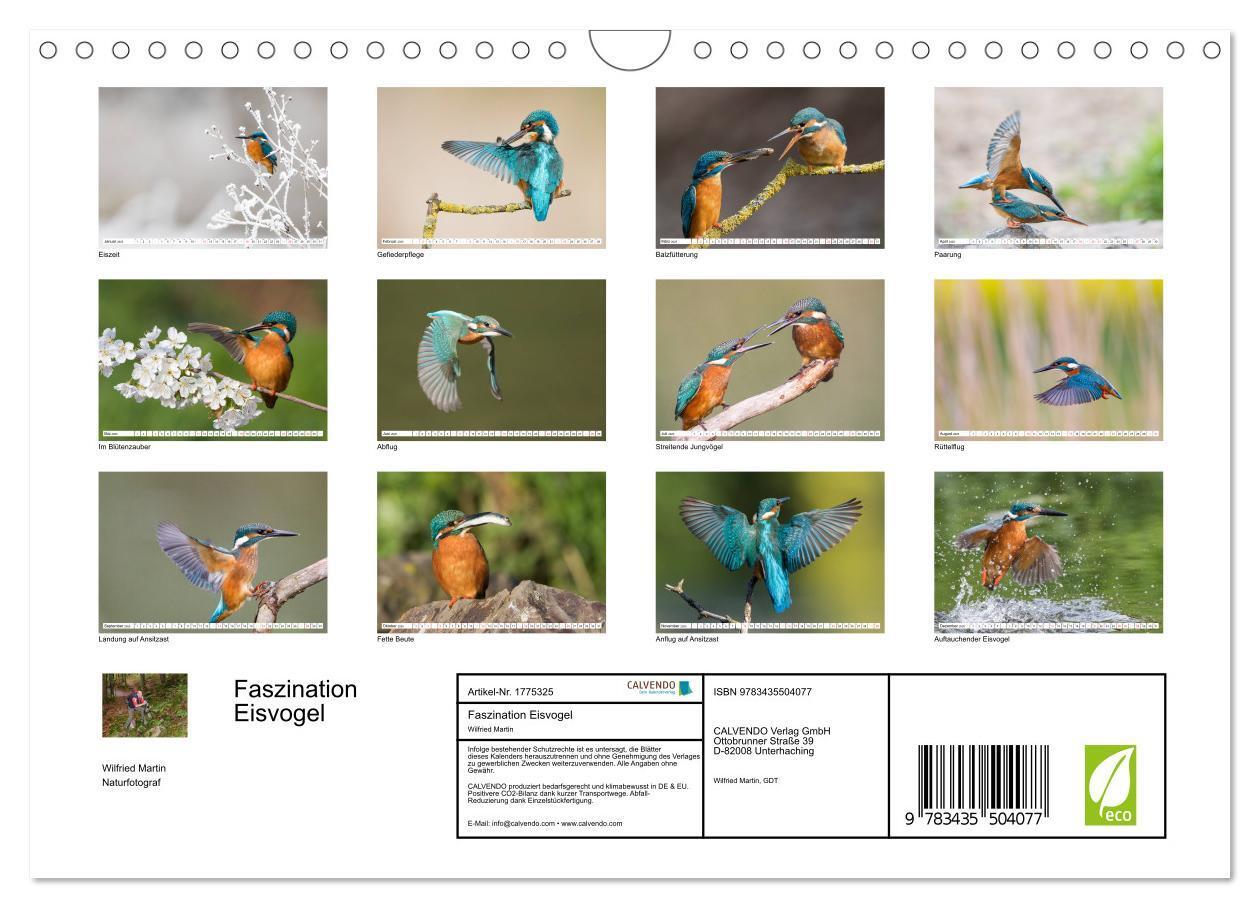 Bild: 9783435504077 | Faszination Eisvogel (Wandkalender 2025 DIN A4 quer), CALVENDO...