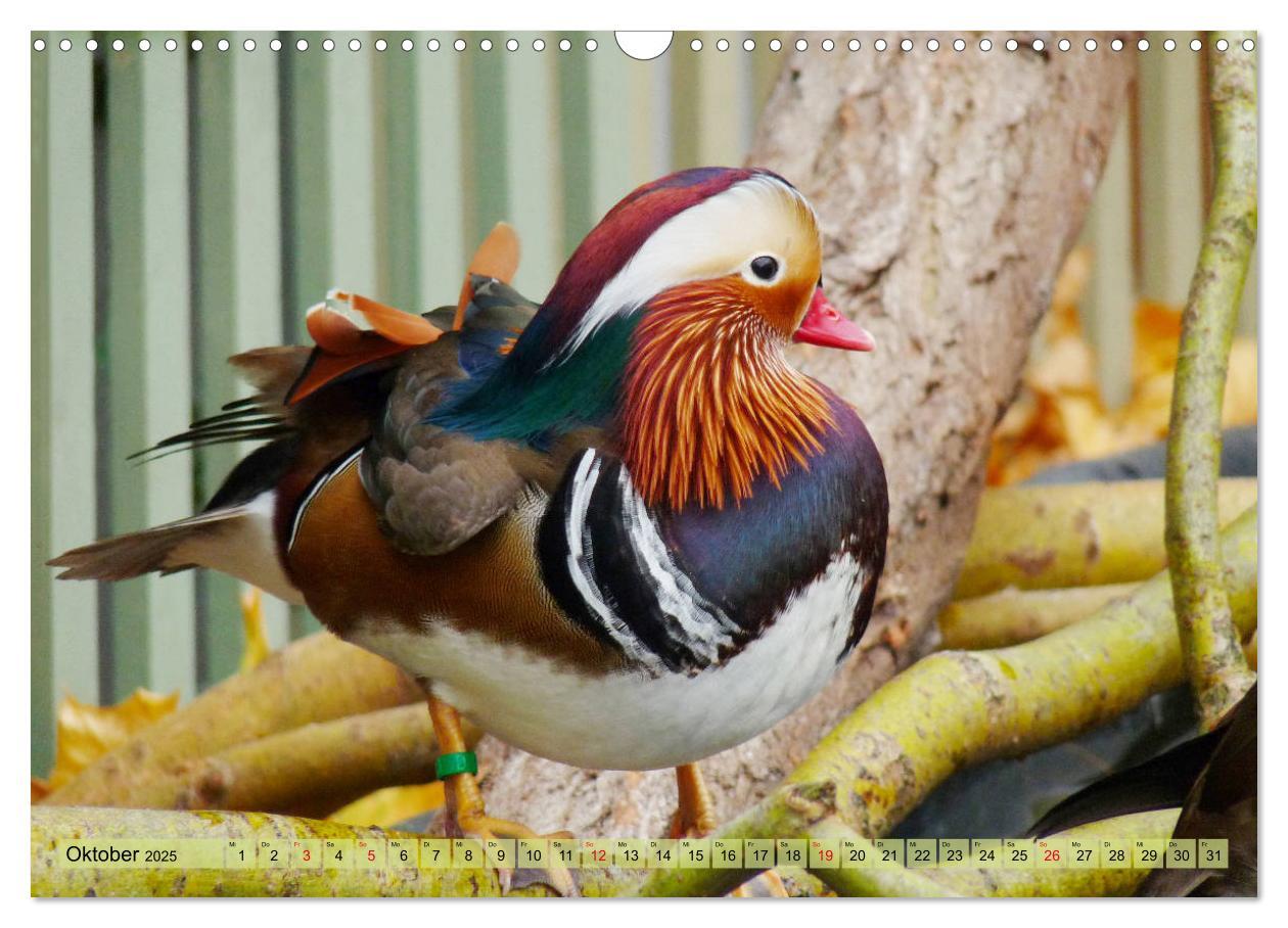 Bild: 9783435176014 | Tierisch gut: Wasservögel (Wandkalender 2025 DIN A3 quer), CALVENDO...