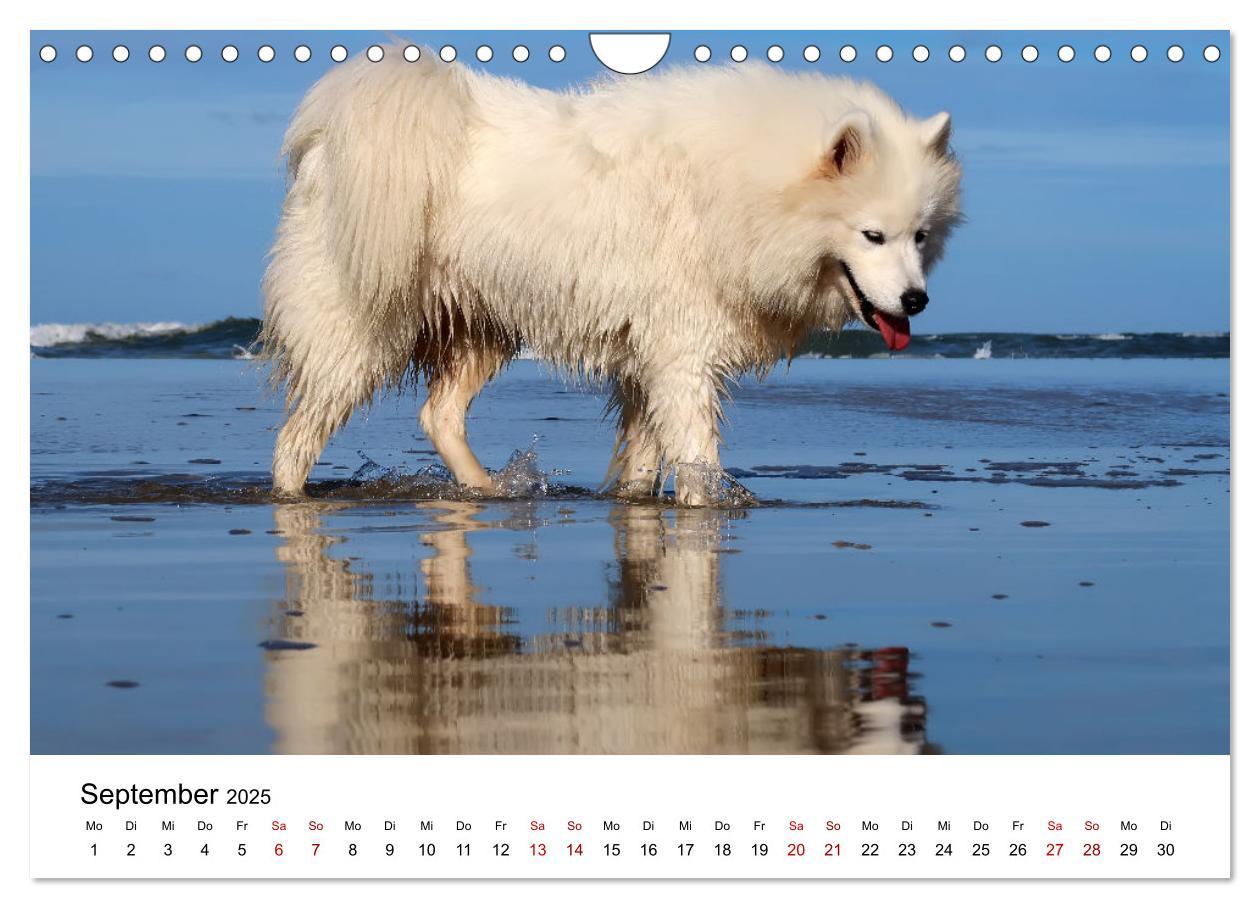 Bild: 9783435014439 | Ein Samojede am Meer (Wandkalender 2025 DIN A4 quer), CALVENDO...