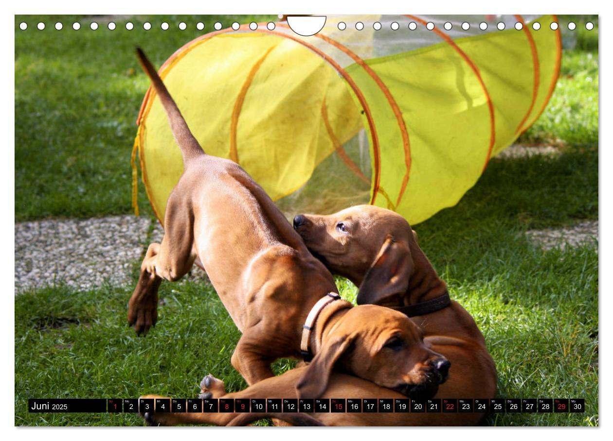 Bild: 9783435325160 | Rhodesian Ridgeback - Schnappschüsse - (Wandkalender 2025 DIN A4...