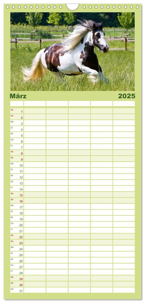 Bild: 9783457113738 | Familienplaner 2025 - Irish Tinker mit 5 Spalten (Wandkalender, 21...