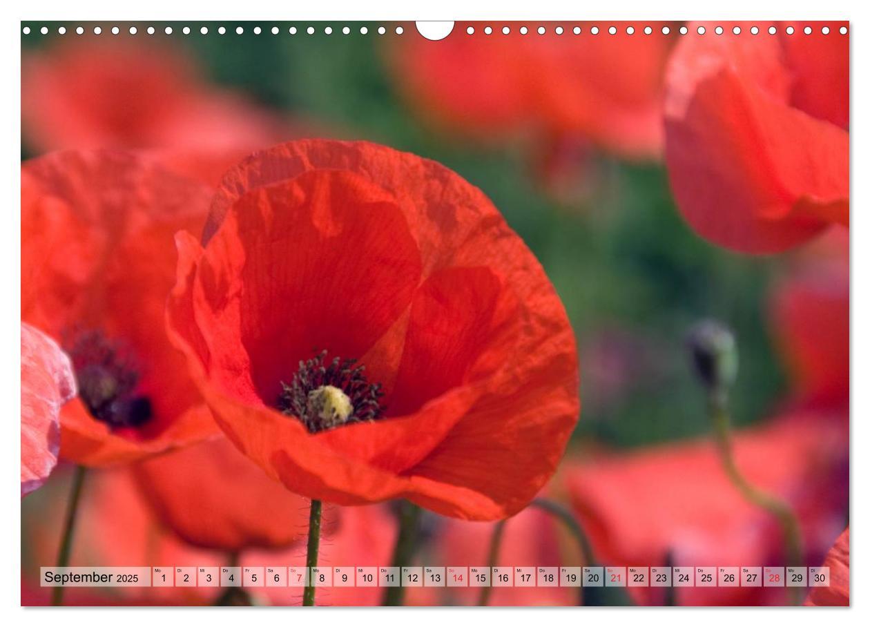 Bild: 9783435829125 | Voll Mohn (Wandkalender 2025 DIN A3 quer), CALVENDO Monatskalender