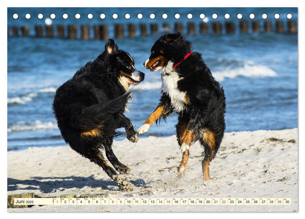 Bild: 9783435515783 | Berner Sennenhunde am Strand (Tischkalender 2025 DIN A5 quer),...