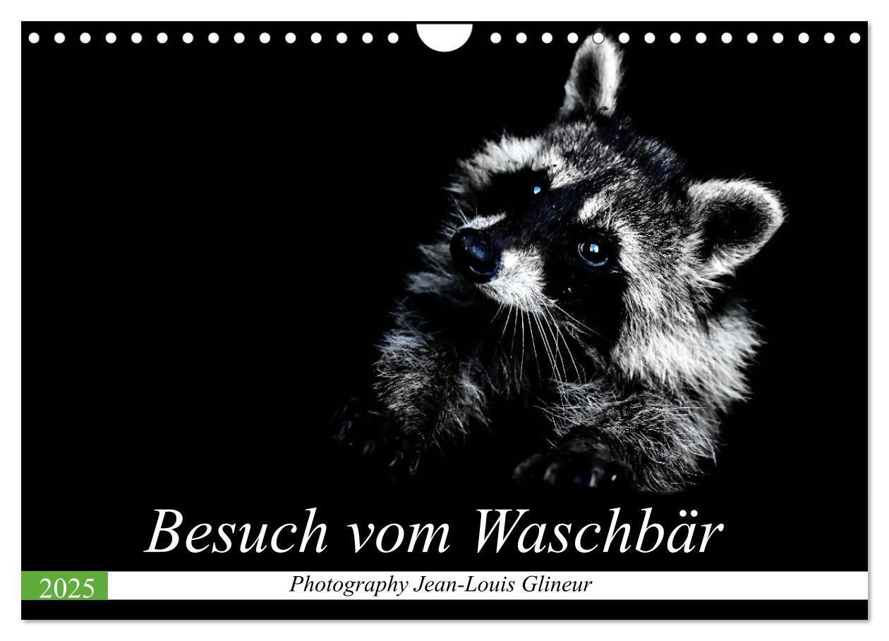 Cover: 9783435229642 | Besuch vom Waschbär (Wandkalender 2025 DIN A4 quer), CALVENDO...