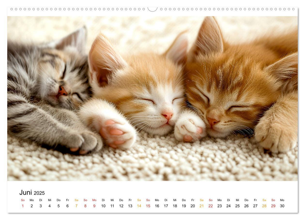 Bild: 9783457233672 | Wenn Tierchen träumen (Wandkalender 2025 DIN A2 quer), CALVENDO...