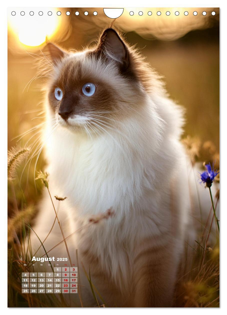 Bild: 9783383833274 | Pfotenabenteuer - Ragdolls in der Natur (Wandkalender 2025 DIN A4...