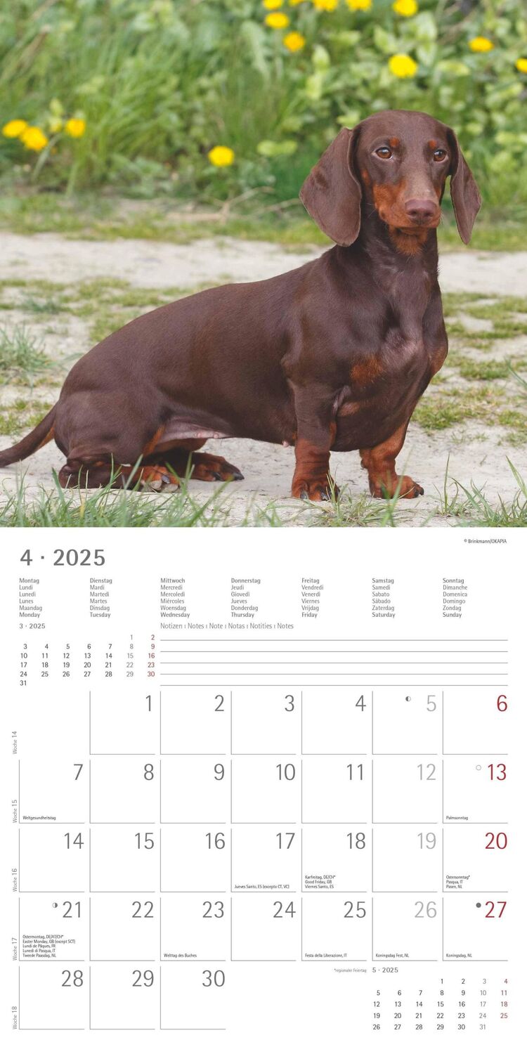 Bild: 4251732343033 | Dackel 2025 - Broschürenkalender 30x30 cm (30x60 geöffnet) -...