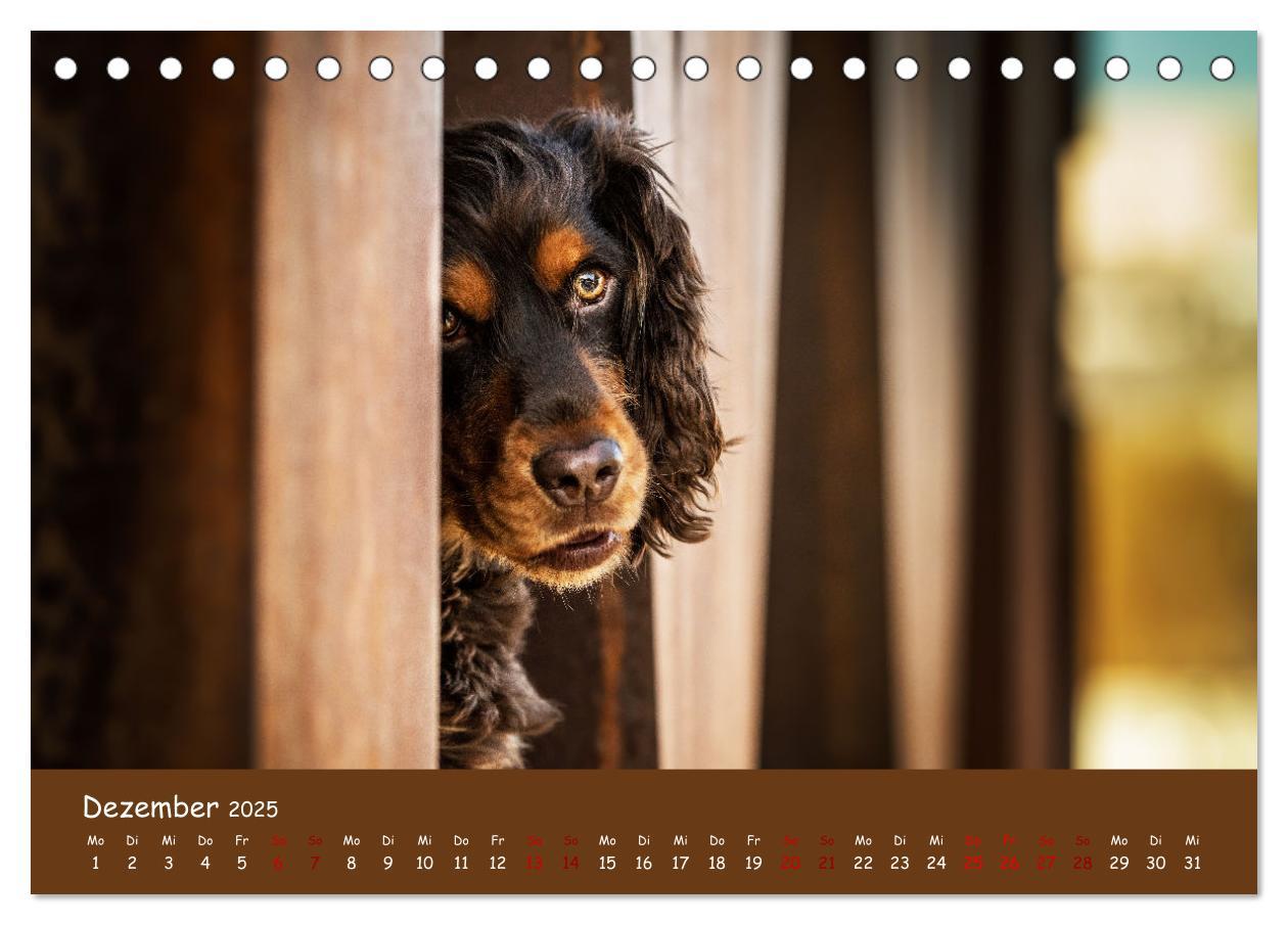 Bild: 9783383951633 | Englischer Cocker Spaniel (Tischkalender 2025 DIN A5 quer),...