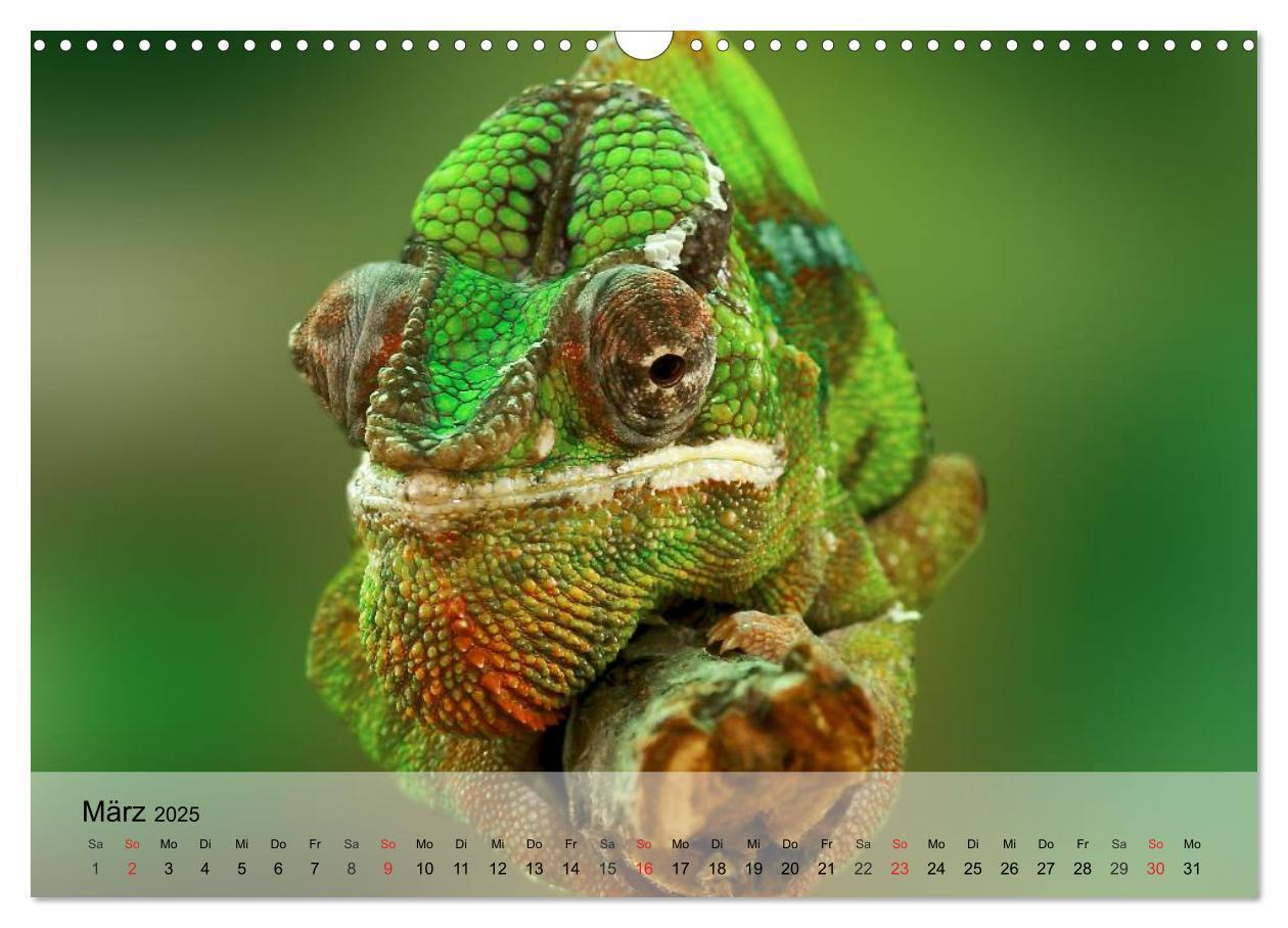 Bild: 9783435625352 | Reptilien Schlangen, Echsen und Co. (Wandkalender 2025 DIN A3...