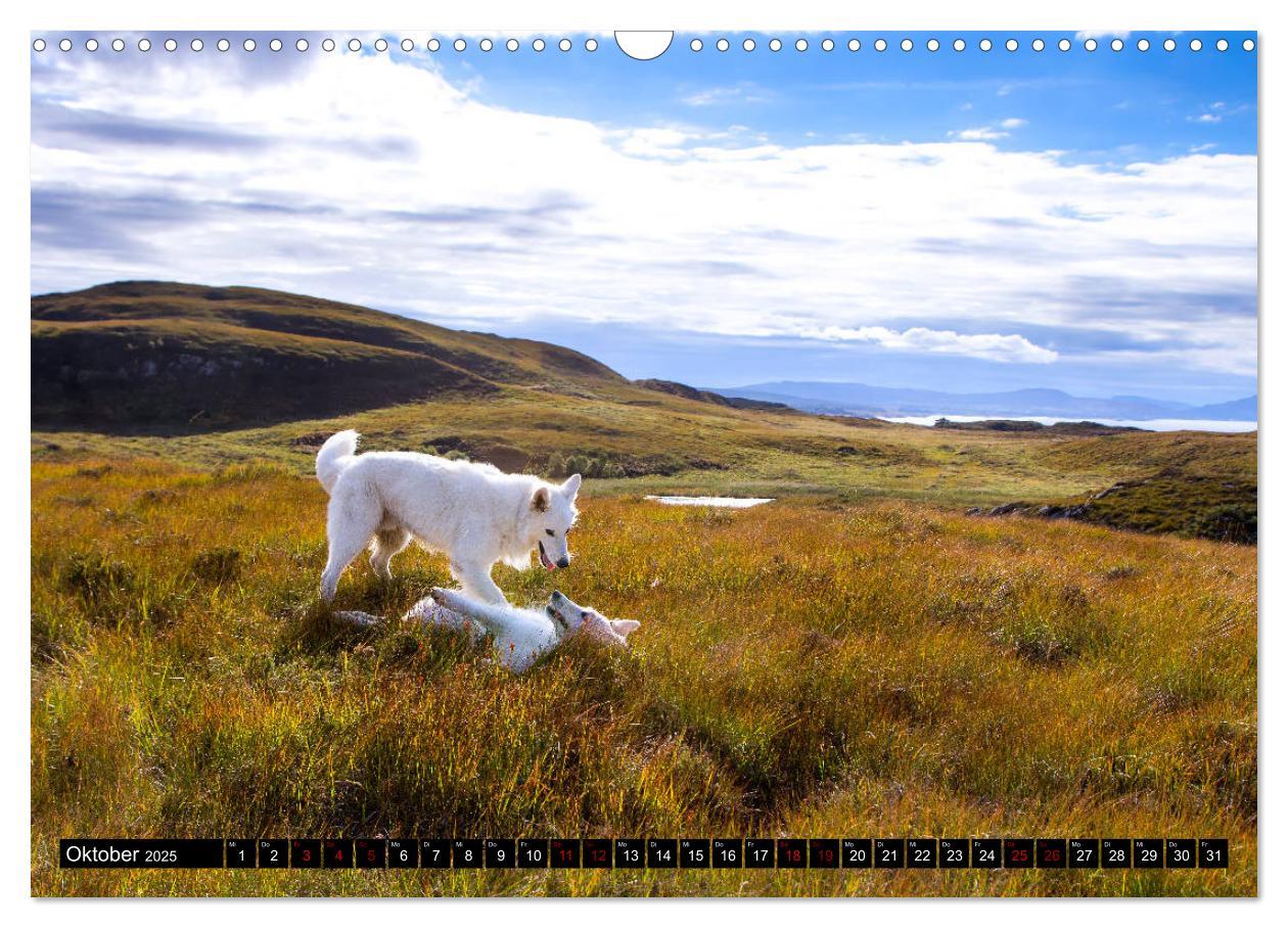 Bild: 9783435415427 | Weiße Schäferhunde in schönen Landschaften (Wandkalender 2025 DIN...