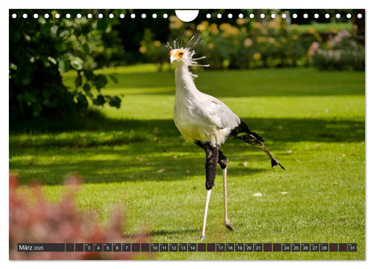 Bild: 9783435362516 | Weltvogelpark Walsrode - Die Vielfalt der Vogelarten (Wandkalender...