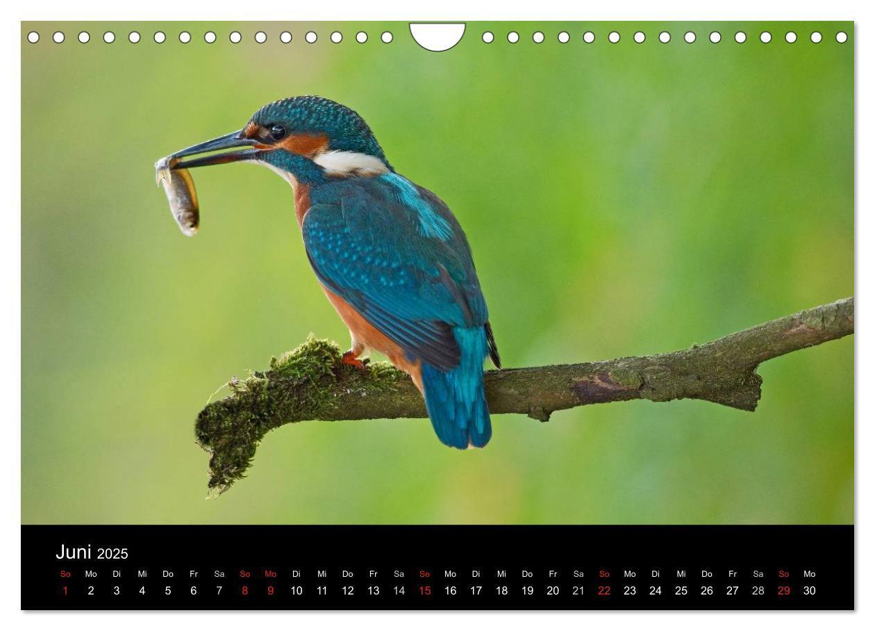 Bild: 9783435501229 | Der Eisvogel...fliegendes Juwel (Wandkalender 2025 DIN A4 quer),...