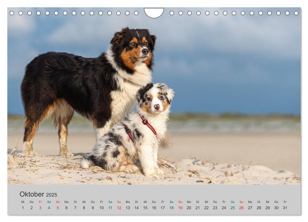 Bild: 9783435762880 | Mit Aussies unterwegs - Die bunte Welt der Australian Shepherds...