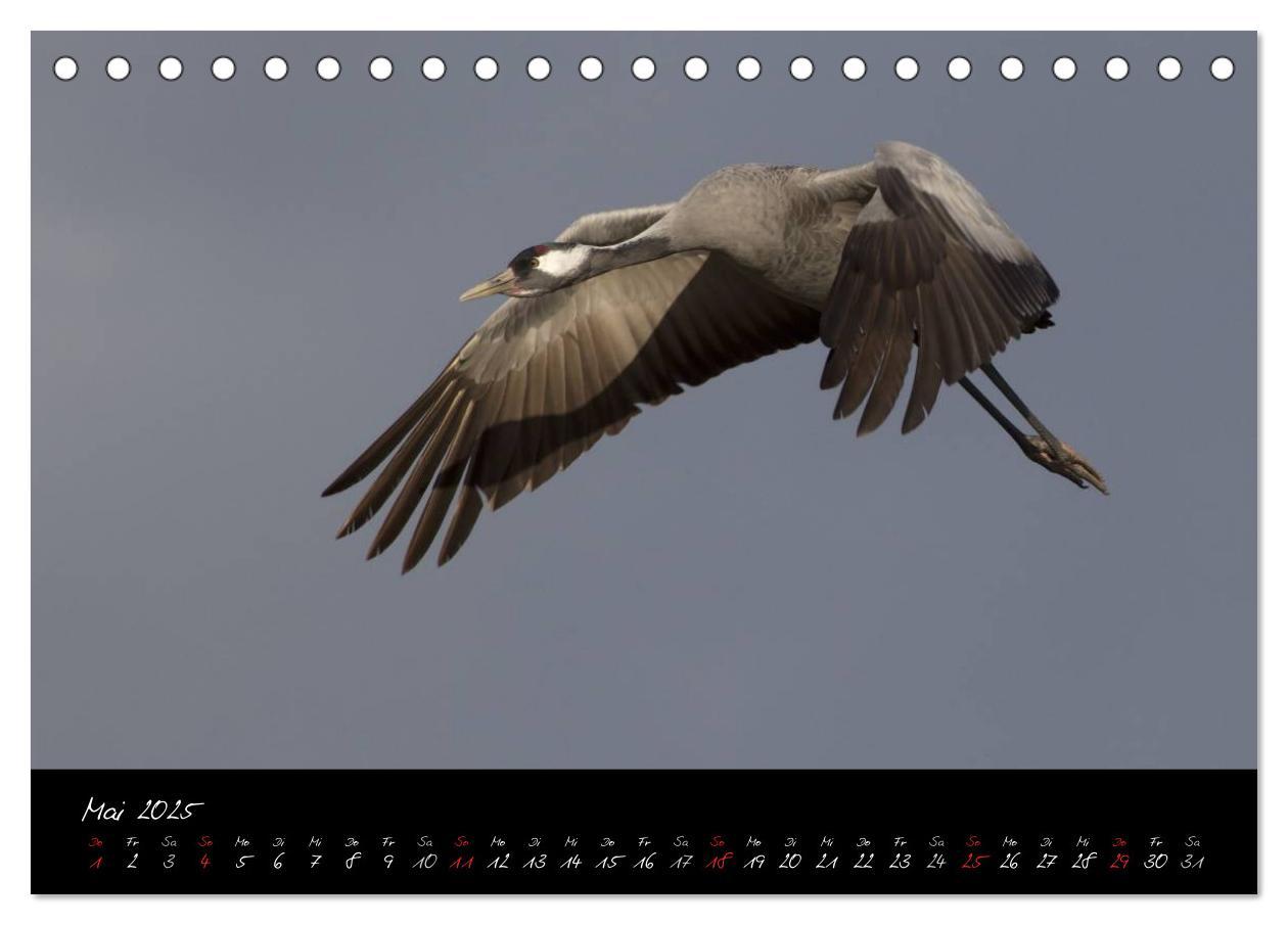 Bild: 9783435808489 | Kraniche - Vögel des Glücks (Tischkalender 2025 DIN A5 quer),...