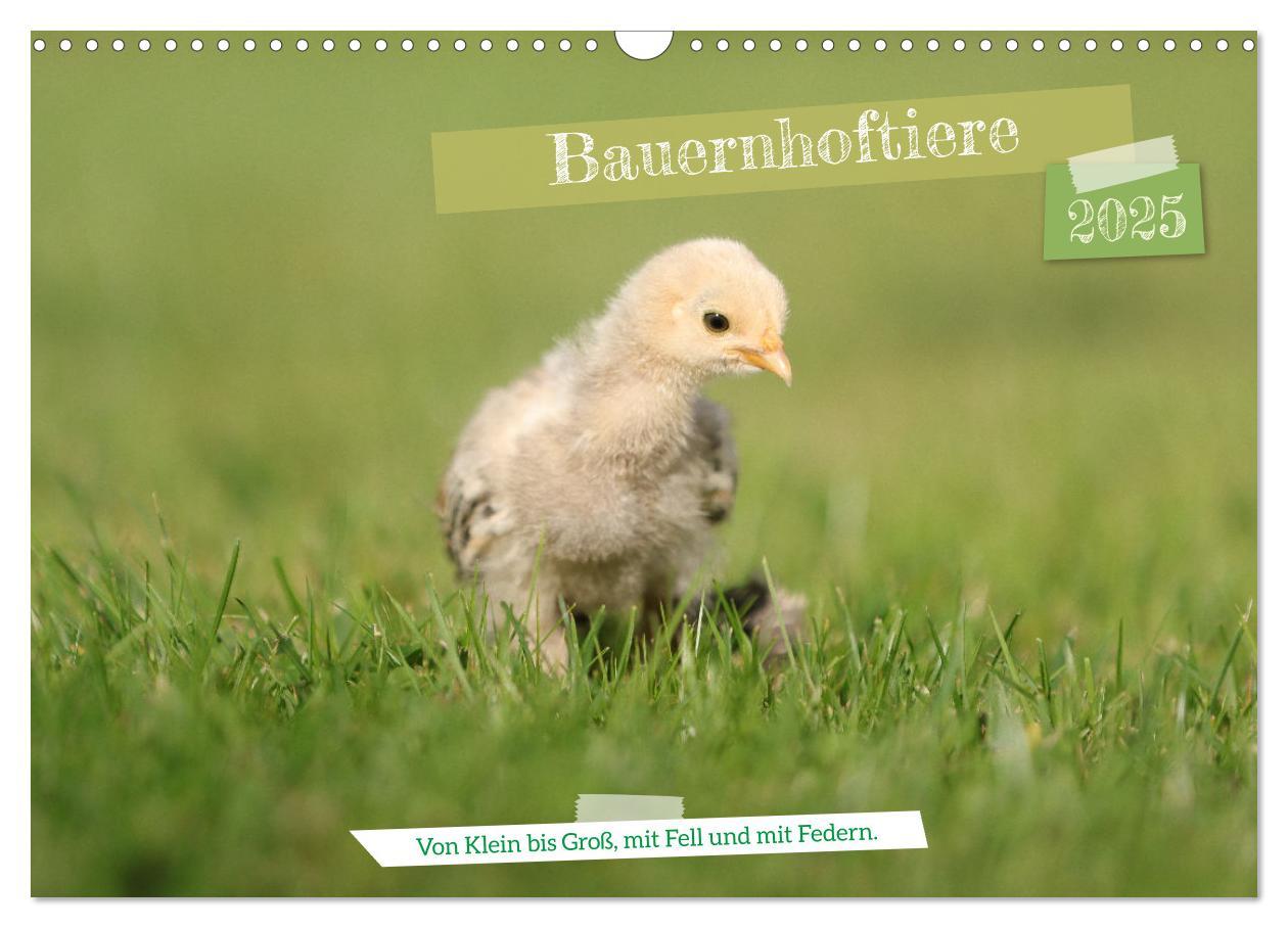 Cover: 9783435020317 | Bauernhoftiere - Von Klein bis Groß, mit Fell und mit Federn....