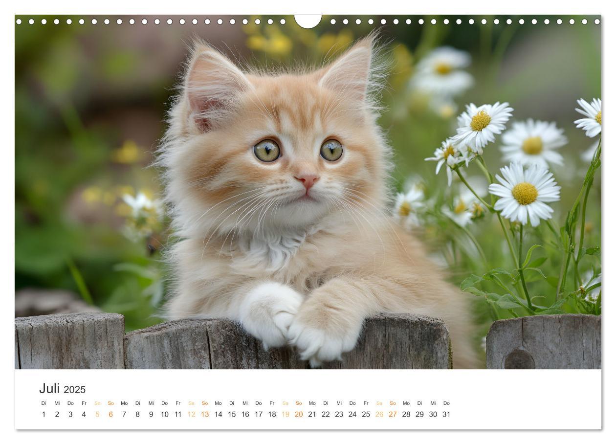 Bild: 9783457207994 | Zauberhafte Katzenbabys (Wandkalender 2025 DIN A3 quer), CALVENDO...