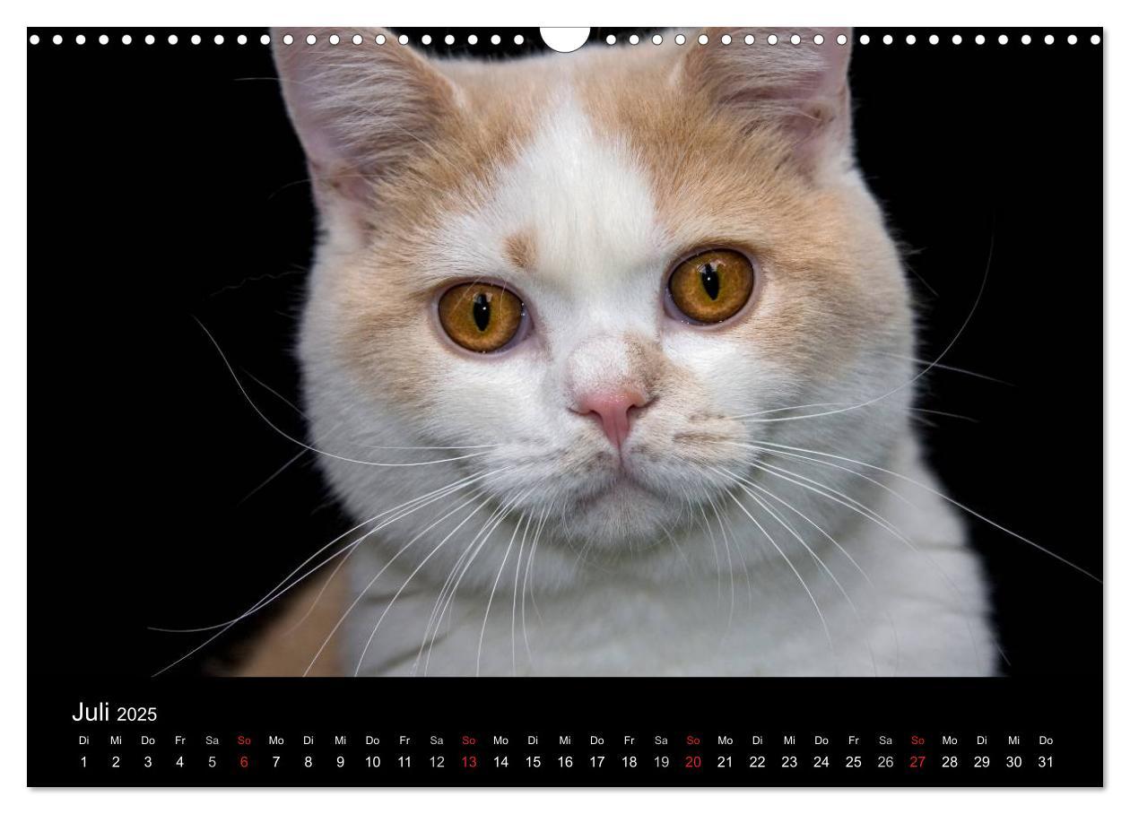 Bild: 9783435833597 | Britisch Kurzhaar Katzen (Wandkalender 2025 DIN A3 quer), CALVENDO...