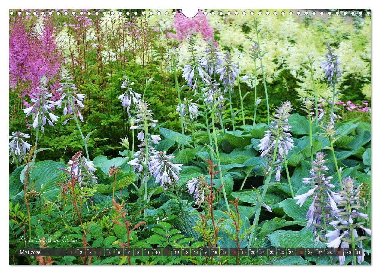 Bild: 9783435576388 | Hosta Staude mit Herz (Wandkalender 2025 DIN A3 quer), CALVENDO...