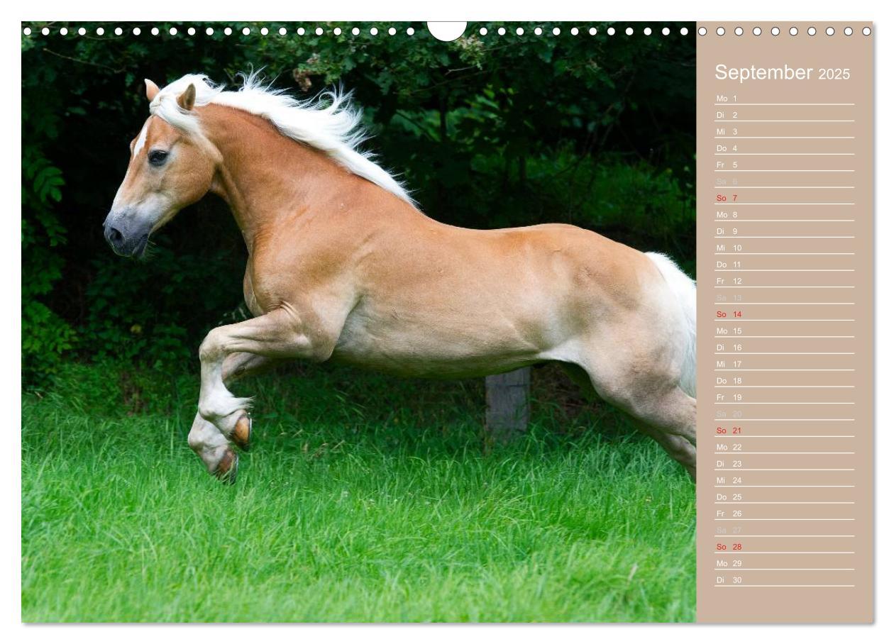 Bild: 9783435742905 | Haflinger / Geburtstagskalender (Wandkalender 2025 DIN A3 quer),...