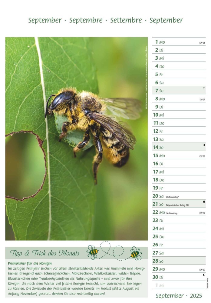 Bild: 4251732344399 | Alpha Edition - Bienen 2025 Bildkalender, 23,7x34cm, Kalender mit...