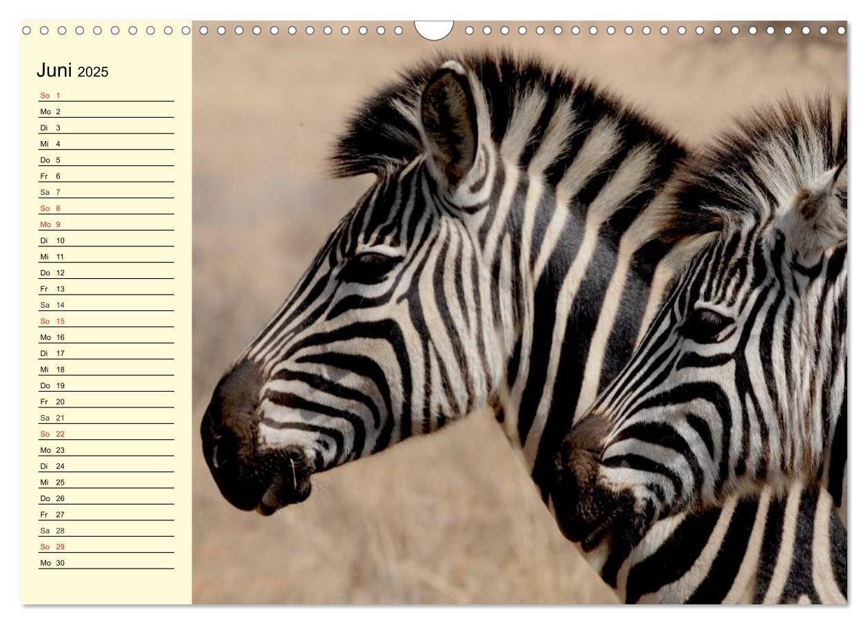 Bild: 9783435493722 | Afrika. Tiere in freier Wildbahn (Wandkalender 2025 DIN A3 quer),...