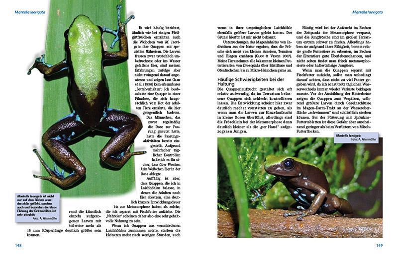 Bild: 9783866592636 | Madagaskar-Buntfrösche | Die Gattung Mantella | Andreas Altenmüller