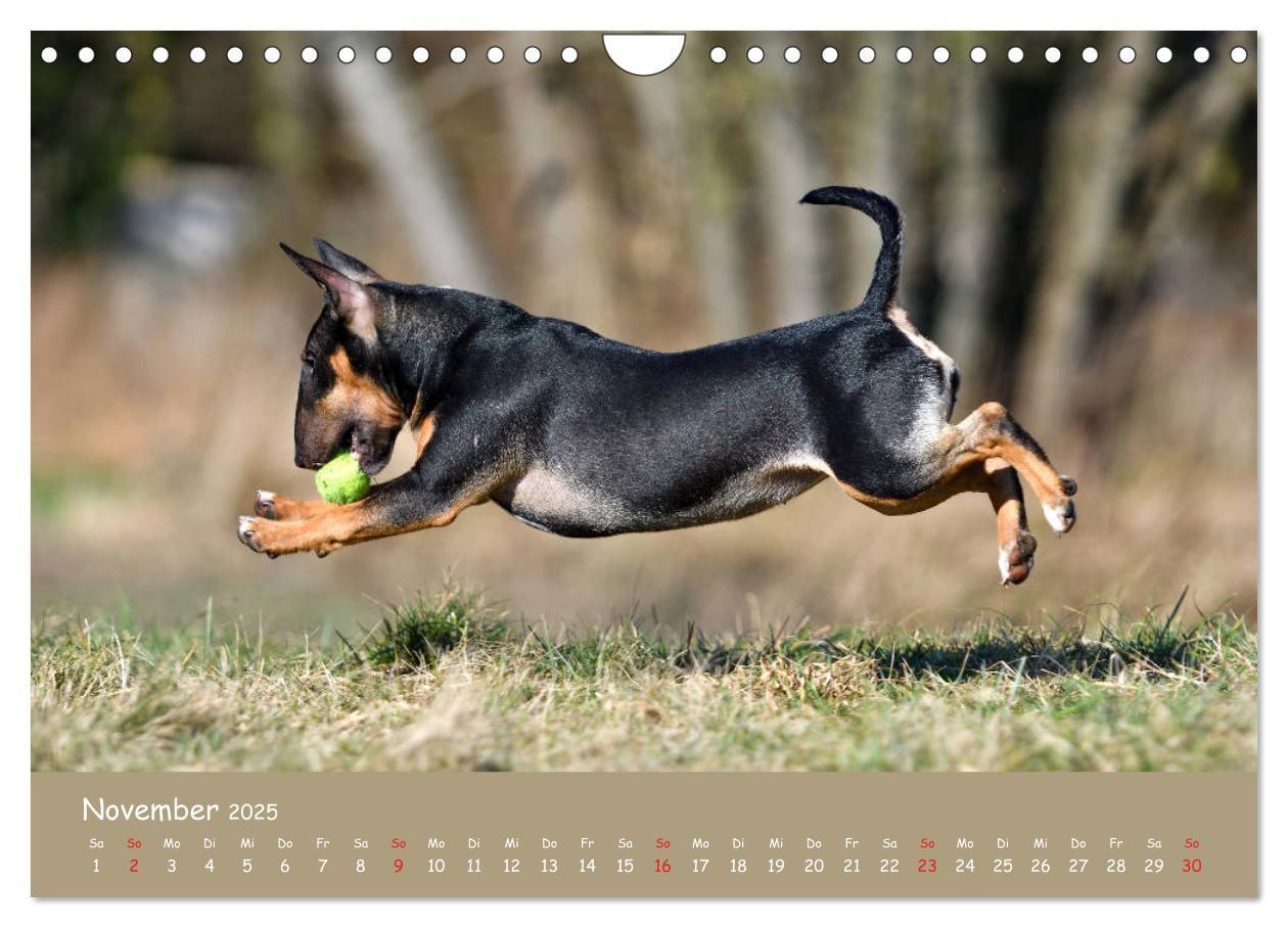 Bild: 9783435314577 | Einmal Bullterrier - immer Bullterrier (Wandkalender 2025 DIN A4...