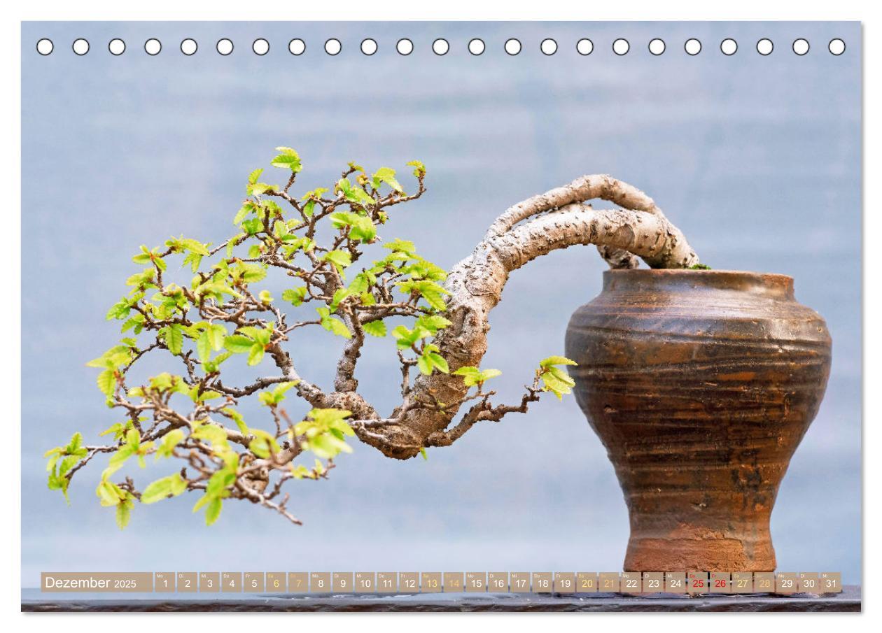 Bild: 9783457198148 | Gartenkunst aus Japan: Bonsai (Tischkalender 2025 DIN A5 quer),...