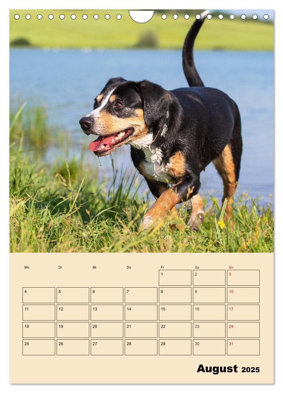 Bild: 9783435959198 | Jahresplaner Entlebucher Sennenhund (Wandkalender 2025 DIN A4...